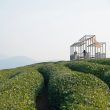 Shade and Structure: Youmu Architects' Tea Pavilion in Rural China