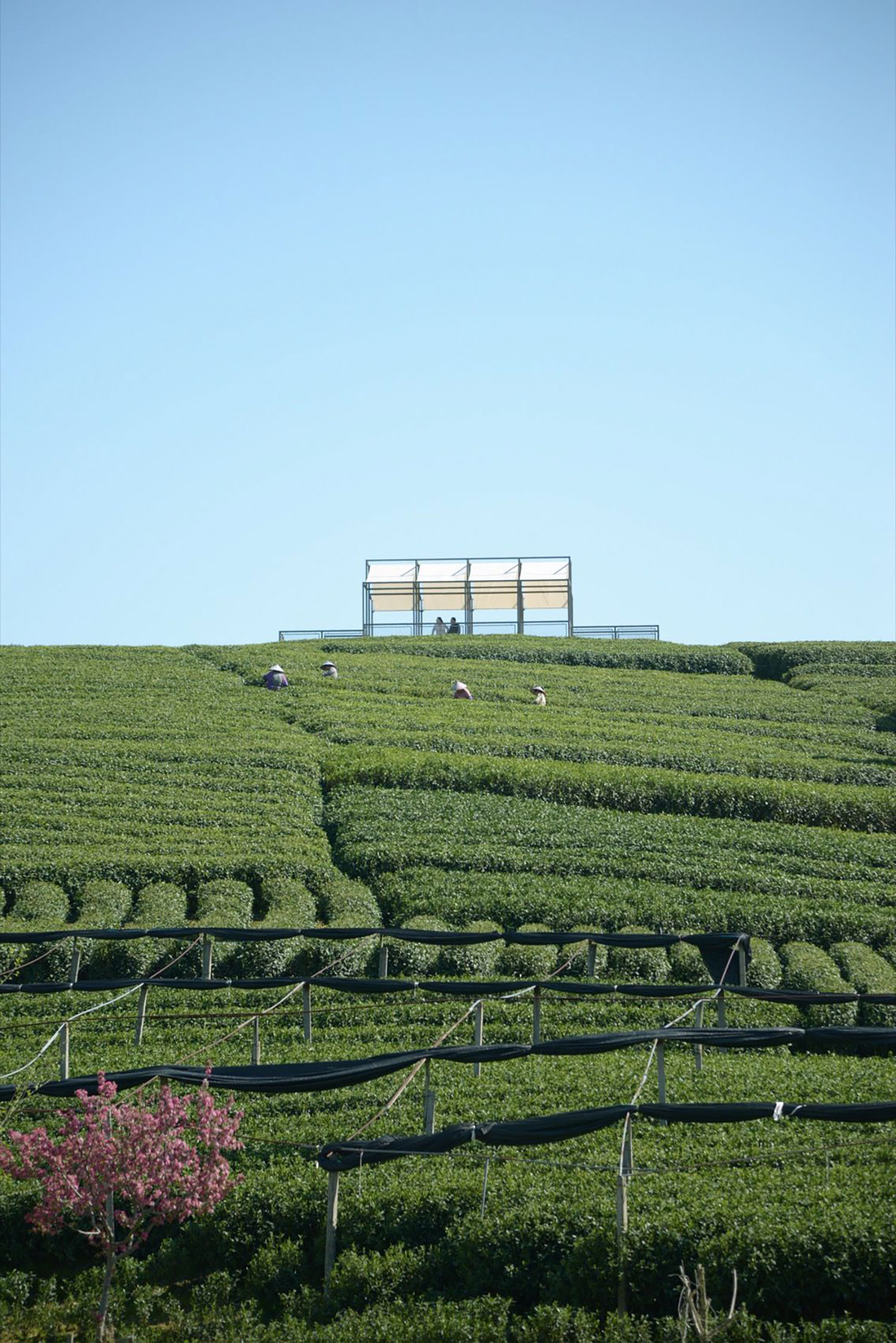 Shade and Structure: Youmu Architects' Tea Pavilion in Rural China